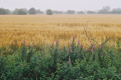 Kornfeld