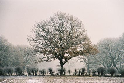 Schneelandschaft